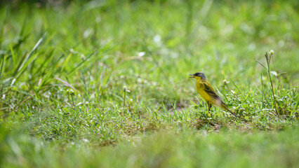 Western yellow wagtail (Motacilla flava) male bird standing watchful in the grass field.