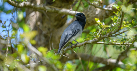 Black-headed Cuckooshrike (Coracina Melanoptera) male bird resting in the shade of a thorny shrub tree.