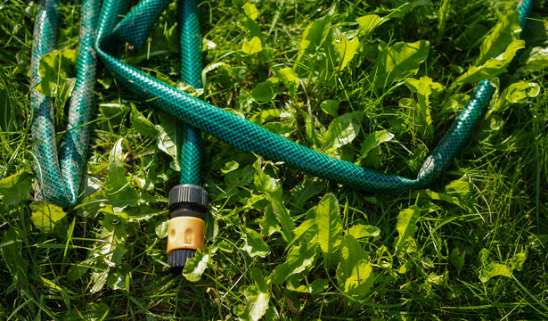 Watering Hose On A Green Lawn. Green Hose For Watering Lies On Grass. Coiled Rubber Hose. Top View Of An Rubber Hose On The Green Grass Of A Mown Lawn, Lawn Care And Watering.