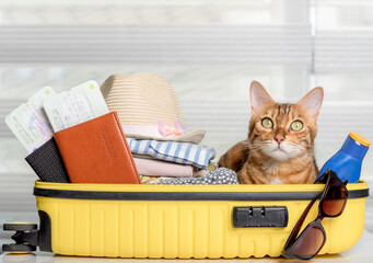 Funny cat in a suitcase with glasses, passports, tickets and clothes. - obrazy, fototapety, plakaty