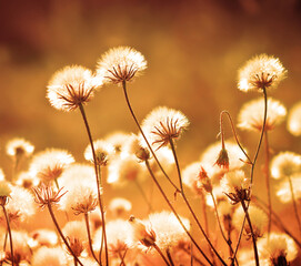 Autumn meadow plants during sunset. Shallow depth of field. Toned image