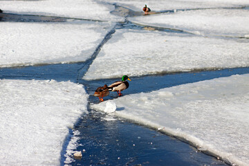Spring water landscape. The ducks have arrived. Hi spring. End of winter. Ice drift