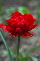 Red tulip peony bent over the ground