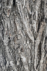 wood texture on old tree