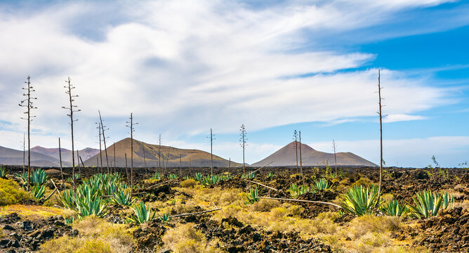 Amazing panoramic landscape of volcano craters in Timanfaya national park. Popular touristic attraction in Lanzarote island, Canary islans, Spain. Artistic picture. Beauty world.