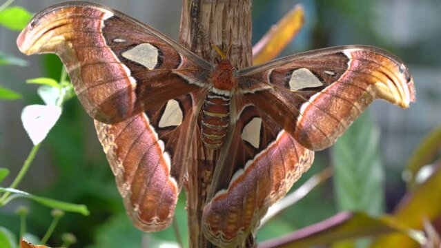 Atlas Moth Drying Wings On Tree Trunk. Newly Hatched Attacus Atlas. close up