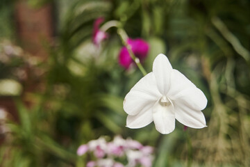 White orchid flower close-up at Royal Botanical Garden Peradeniya in Kandy, Sri Lanka