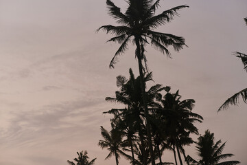 Fototapeta na wymiar View of palm trees and sky after sunset