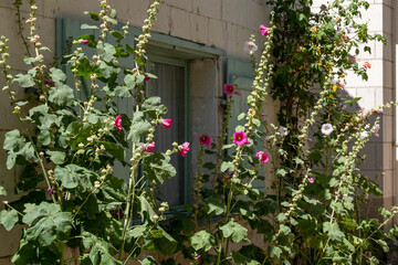 Old stone houses and hollyhocks in the picturesque village of Candes Saint Martin, at the...