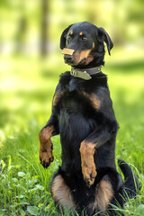 French Shepherd holding cheese on its muzzle while sitting on its hind legs