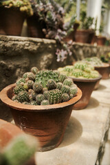 Collection of various tropical cactus in pots