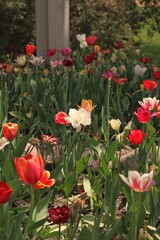tulips in the garden