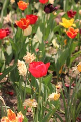 Obraz premium red tulips in garden