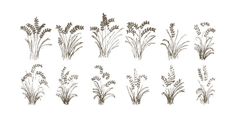 Hand Drawn Wheat Vector Illustration Isolated on White Background