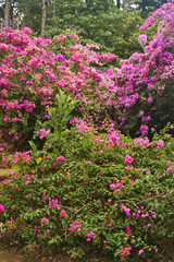 A bush with purple flowers at Royal Botanical Garden Peradeniya in Kandy, Sri Lanka