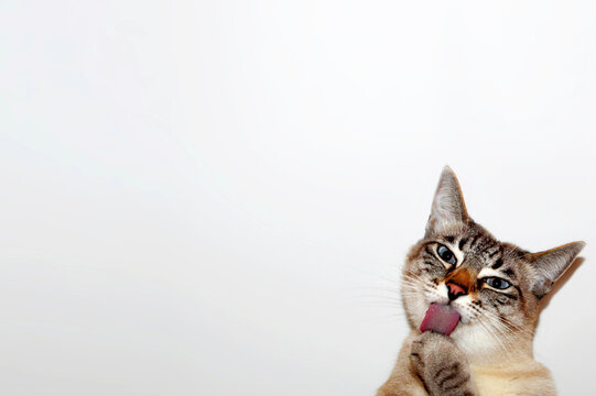 Blank, background with a cat for motivational, cute, funny pictures, slides. In the corner is a photo of a cat's head licking its paw. The cat is happy