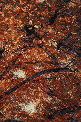 Autumn Leaf Tree Orange