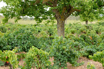 viña des pou de Sa Carrera, Celler Mesquida-Mora, Porreres, Mallorca, balearic islands, Spain