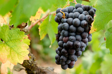 uva callet, viña des pou de Sa Carrera, Celler Mesquida-Mora, Porreres, Mallorca, balearic islands, Spain