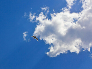 View of the blue sky with clouds, a flying seagull at the intersection of blue and white. Summer, clear day. Photo for background, wallpaper