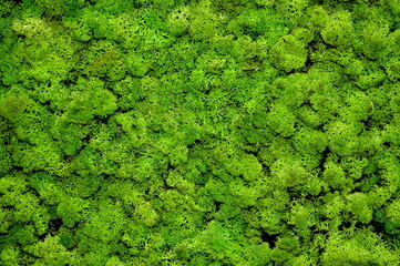 Panel made of stabilized moss. In the frame there is only green moss of a bright juicy color. Background, light green wallpaper, green background. Flora, natural material for interior decoration