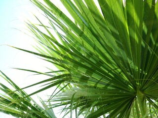 Green palm leaves of Liviston rotundylist palm close-up on a light background. Luscious tropical greens.