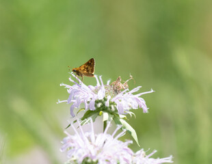 Pretty brown butterfly sitting on top of purple bee balm flowed in the middle of a field helping to...