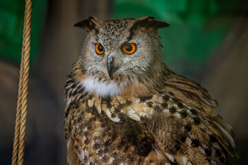 Naklejka premium The ruffled common owl, bubo bubo, sits in the zoo's enclosure and looks away. Portrait. Close-up.