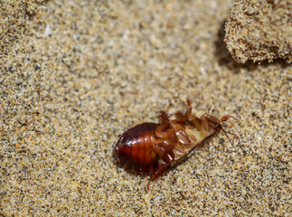 Nahaufnahme eines schabenähnliches Insektes im Sand.