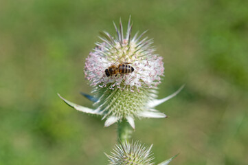A bee is sitting on a flower of a wild teasel, Dispacus fullonum. Close-up.