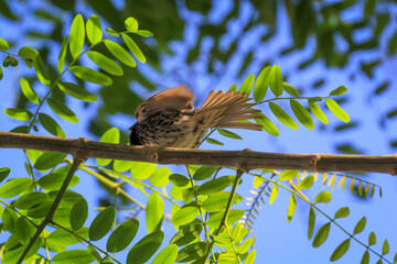 Portrait eines Kanarenpieper, Anthus berthelotii, ein Singvogel der Stelzen und Pieper.
