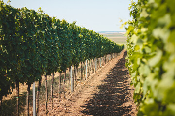 Fototapeta premium View of the vineyard during warm and sunny weather near Kyjov, South Moravia, Czech republic. Grape field growing for wine
