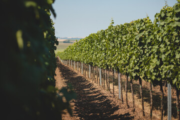 Fototapeta na wymiar View of the vineyard during warm and sunny weather near Kyjov, South Moravia, Czech republic. Grape field growing for wine