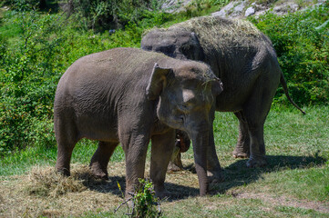 Two Asian elephants stand side by side and eat grass. Close-up.