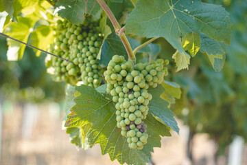 Baby unripe grapes on vines at sunset, closeup, baby grapes and flowers. in South Moravia around the town of Kyjov, Czech republic