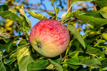 An apple hangs on a tree with leaves.
