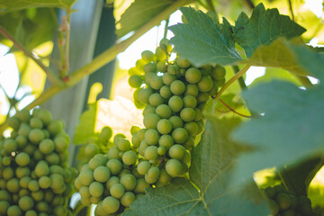 Close up on vines leaves, hills with vineyards. Maturing green wine, which thanks to the sun and...