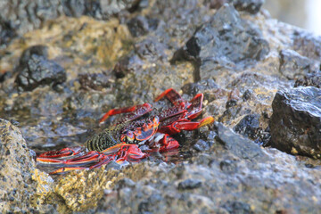 Eine rote Klippenkrabbe oder auch rote Felsenkrabbe auf einem Felsen am Meer.
