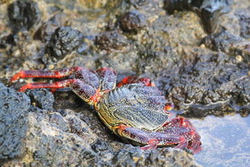 Eine rote Klippenkrabbe oder auch rote Felsenkrabbe auf einem Felsen am Meer.
