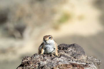 Ein Altlashörnchen auf der Insel Fuerteventura.
