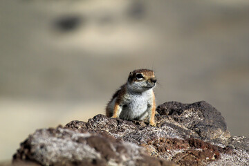 Fototapeta premium Ein Altlashörnchen auf der Insel Fuerteventura. 