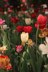 red tulips in the garden