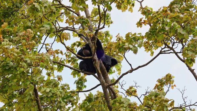 The black-headed spider monkey, Ateles fusciceps is a species of spider monkey, a type of New World monkey, from Central and South America.
