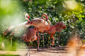 rosa Flamingos im Zoo durch Blattwerk fotografiert