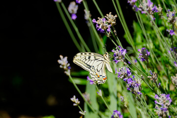 Old World Swallowtail or common yellow swallowtail (Papilio machaon) sitting on lavender in Zurich, Switzerland