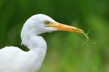 アマサギに捕らえられたカマキリ