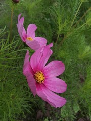 pink flowers in the garden