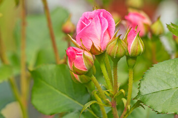 Delicate pink rosebud spray Lovely-Lydia, central focus.