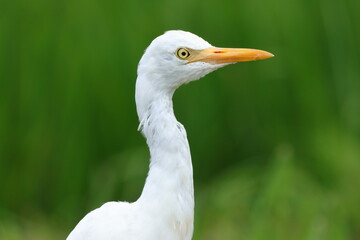 接近してきたアマサギ
