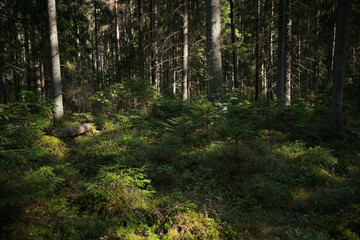 Obraz premium Mysterious path full of roots in the middle of wooden coniferous forrest, surrounded by green bushes and leaves and ferns - stock photo
